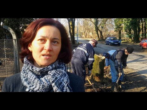 Tanja Jotanović o ozelenjavanju rekontruisanog dela ulice Jožefa Hegediša