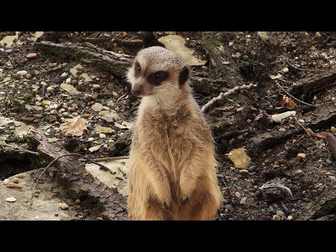 Više merkata u ZOO vrtu Palić