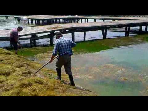 Ručno vađenje posečene trave iz jezera