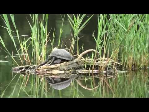 Zvukovi na Bunariću